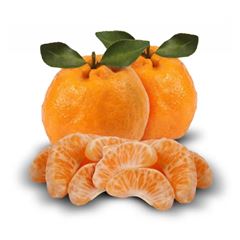 MORGOTE GRAUDO
